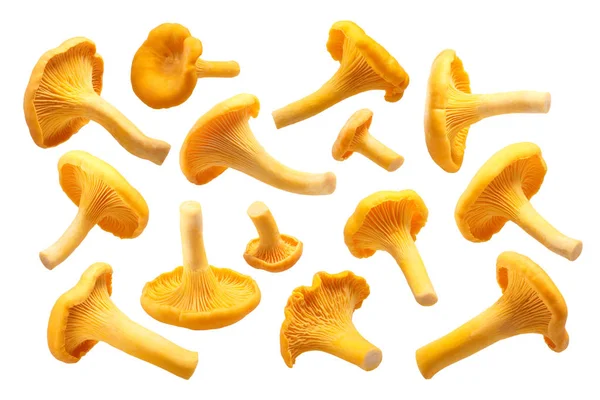 Chanterelles Cantharellus cibarius mushrooms, paths — Stock Photo, Image