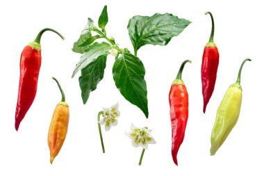 Aji Cristal Şili-Capsicum baccatum elemanları, yolları