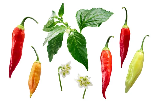 Aji Cristal chile-Capsicum baccatum elements, paths — Stock Photo, Image