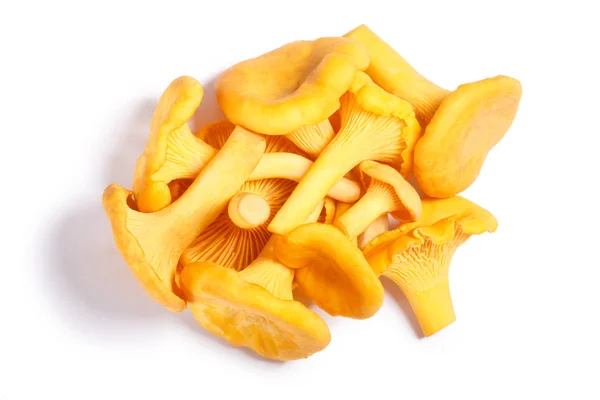 Chanterelles Cantharellus cibarius champiñones, caminos, vista superior —  Fotos de Stock