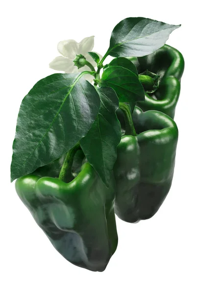 Ancho Grande chiles na rostlině, cesta — Stock fotografie