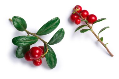 İsveç kirazı vaccinium vitis-idaea, üstten görünüm, yolları