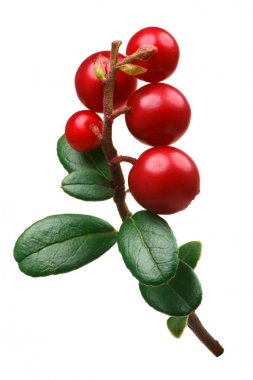İsveç kirazı vaccinium vitis-idaea, yolları