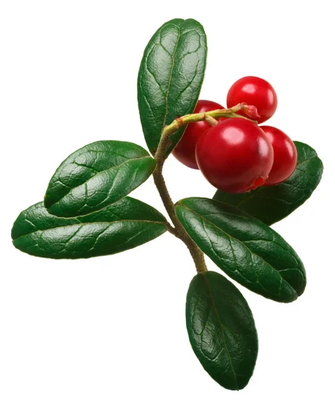 Lingonberry Citrus-× paradisi, διαδρομές — Φωτογραφία Αρχείου