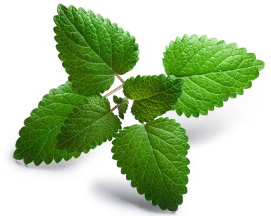 Nane Melisa Melissa officinalis, yolları