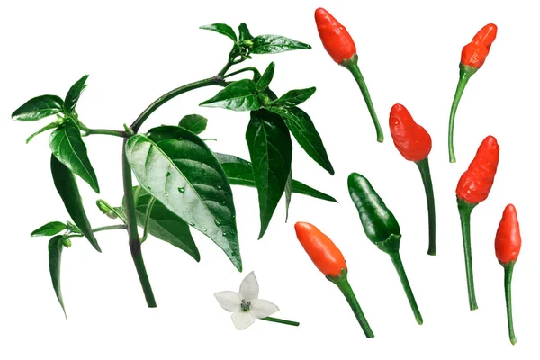 Pequin piquin chile pepper elements, paths — Stock Photo, Image