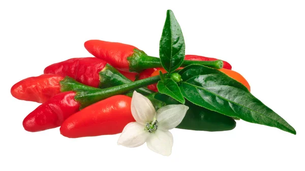 Pequin piquin papryki chilli, ścieżki — Zdjęcie stockowe