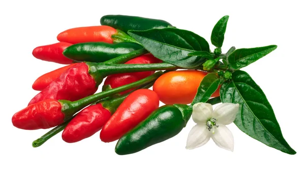 Pequin piquin papryki chilli, ścieżki — Zdjęcie stockowe
