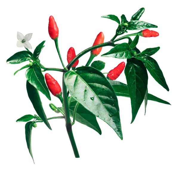 Pequin piquin chile pieprz roślin, ścieżki — Zdjęcie stockowe