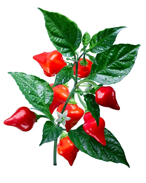 Chupetinho Biquinho chiles Capsicum chinense, yolları