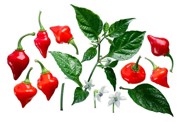 Chupetinho Biquinho C. chinense elemanları, yolları