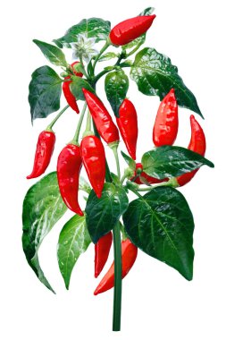 Aji Brezilyalı Bonanza biber, yolları