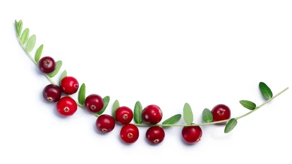 Cranberries branch with leaves, top view, paths — Stock Photo, Image