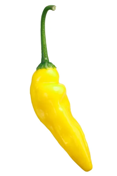 Aji ananas chile C. bacatum, vägar — Stockfoto