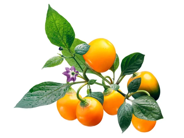 Rocoto Amarillo C. pubescens, yolları