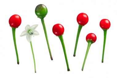 Şili Tepin Chiltepin biber, yolları