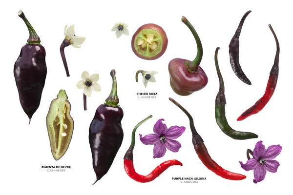 Purple Capsicums chile peppers, paths — Stock Photo, Image