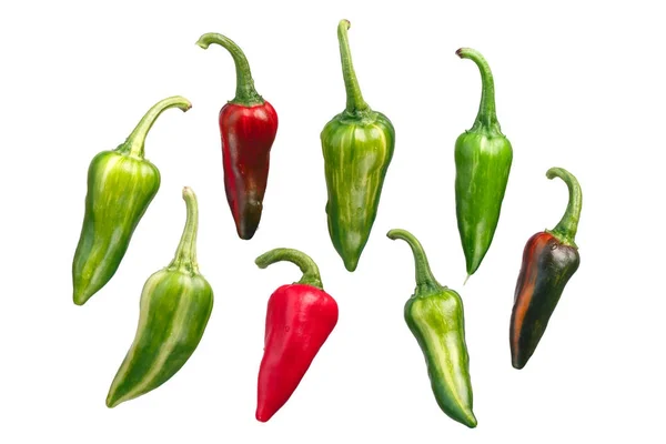 Fish chile peppers C. annuum, paths — Stock Photo, Image