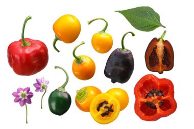 Rocoto Şili C. pubescens, yolları biber