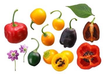 Rocoto chile peppers C. pubescens, paths clipart