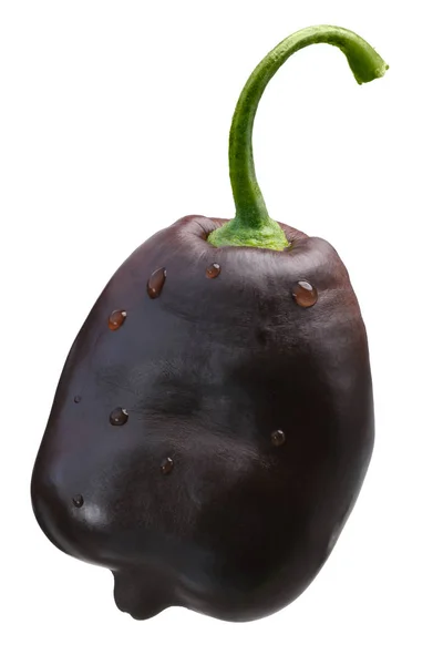 Brązowy Rocoto chile C. pubescens, ścieżki — Zdjęcie stockowe