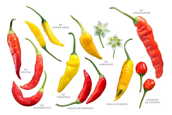 Aji peppers C. baccatum set, paths — Stock Photo, Image