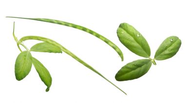 Çemen Trigonella foenum-graecum bakla, yapraklar, yolları