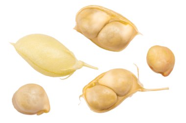 Kabuli nohut C. arietinum, en iyi, yolları