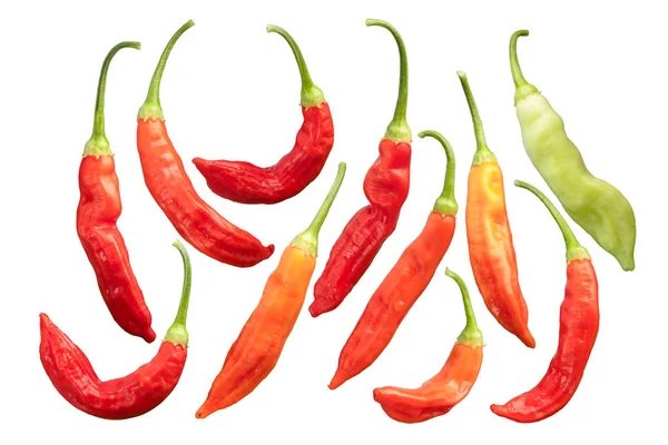 Aji Wundertute pimienta C baccatum, caminos — Foto de Stock