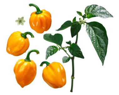 Numex Suave turuncu Şili C chinense elemanları, yolları