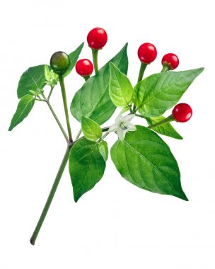 Şili Tepin Chiltepin biber bitki, yolları