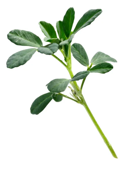 Fenugreek Trigonella foenum-graecum plant, paths — Stock Photo, Image