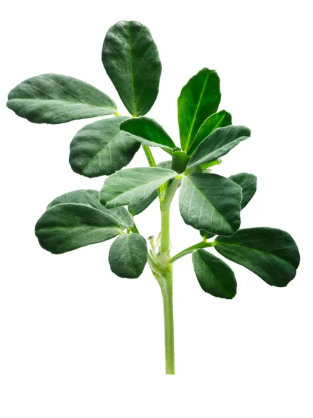 Fenugreek Trigonella foenum-graecum tanaman, jalan — Stok Foto