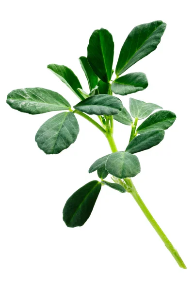 Τριγωνέλλα Trigonella foenum-το Γραικό φυτών, μονοπάτια — Φωτογραφία Αρχείου