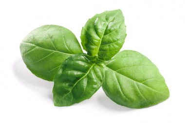 Basil O. basilicum bırakır, kırpma yolları