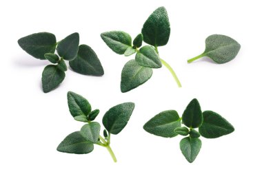 Breckland kekik Thymus serpyllum, yolları
