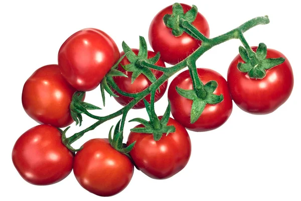 Cluster of tomatoes on the vine tov, top — Stock Photo, Image