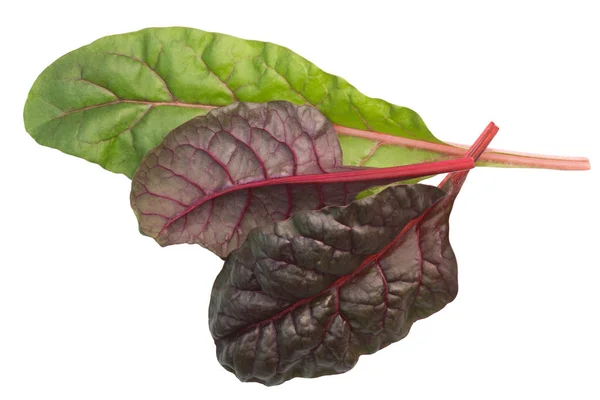 Chard mangold beta vulgaris leaves, top, paths — Stock Photo, Image