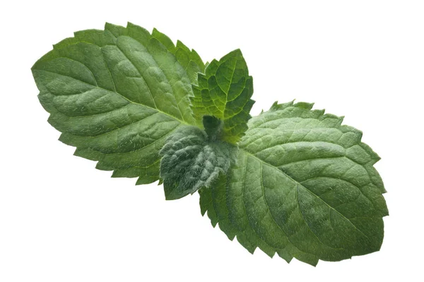 Peppermint leaves from above, paths — Stock Photo, Image