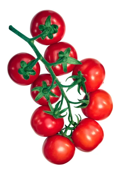 Реджина помидоры на виноградной лозе, пути — стоковое фото