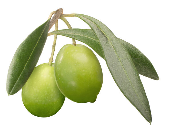 Green olives on branch w leaves, paths