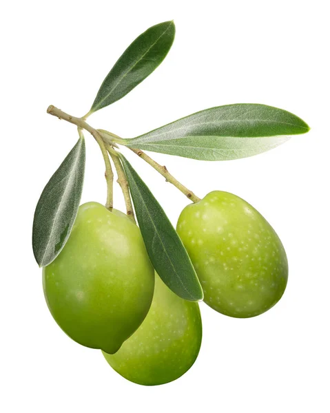 Zielone oliwki na liściach gałęzi, ścieżki — Zdjęcie stockowe