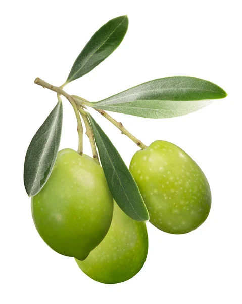 Green olives on branch w leaves, paths — Stock Photo, Image