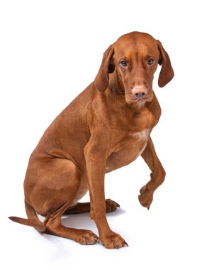 Macar Vizsla köpeği izole edildi