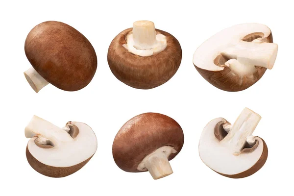 Portobello mushroom a. bisporus, paths — Stock Photo, Image