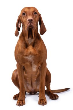 Macar Vizsla köpeği izole edildi