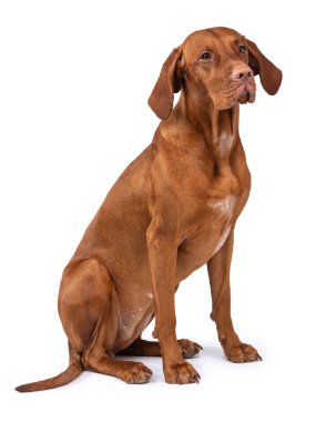 Macar Vizsla köpeği izole edildi