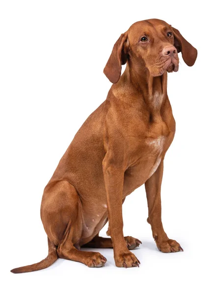 Hongaarse vizsla hond geïsoleerd — Stockfoto