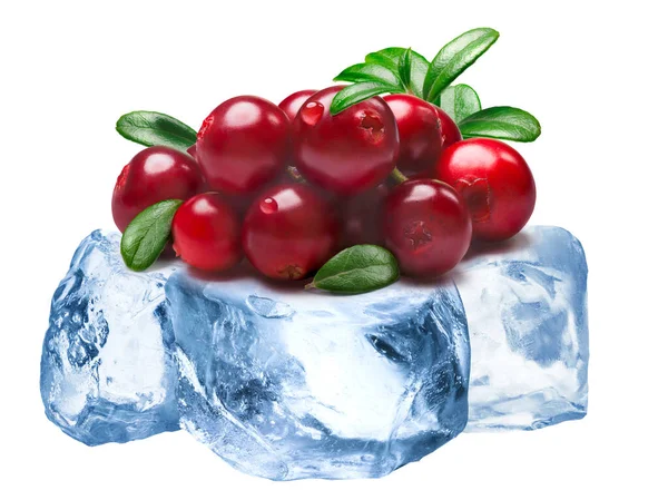 Donmuş lingonberries izole — Stok fotoğraf