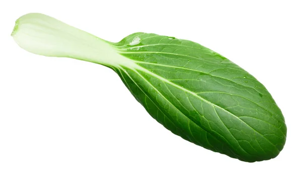 Baby Bok Choy Pak Choi Pok Choi Китайский Chard Brassica — стоковое фото